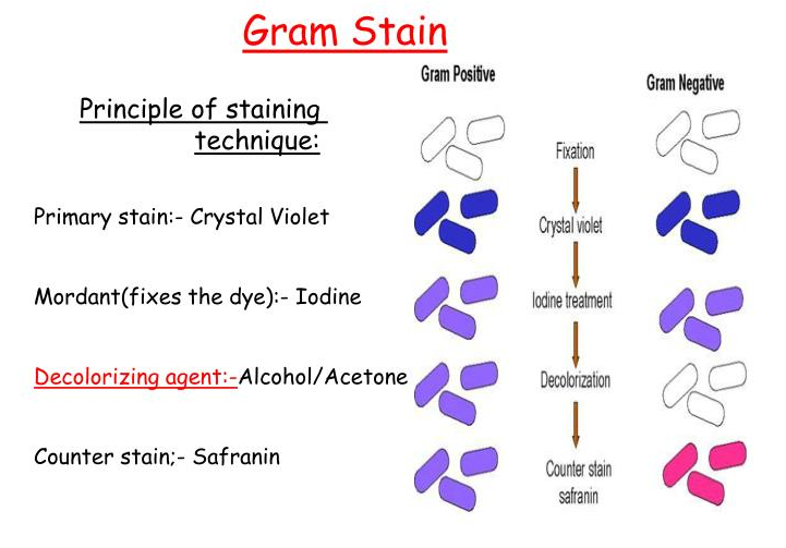 Sop On Gram Staining Procedure